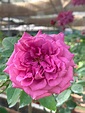 'Claude Brasseur' Rose » Rose Plants • Teo Joo Guan