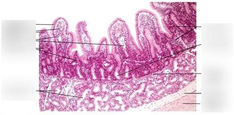 Duodenum Histology Diagram Quizlet