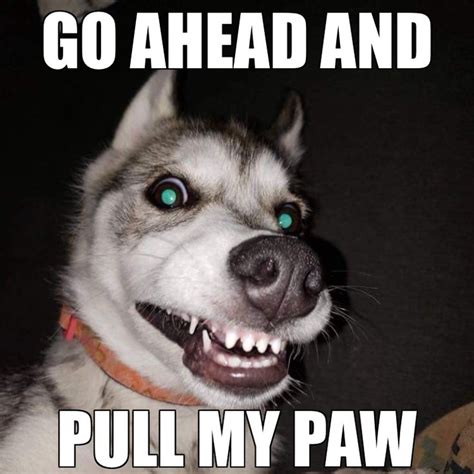 😮😮😮 Husky Memes Husky Funny Husky Dogs