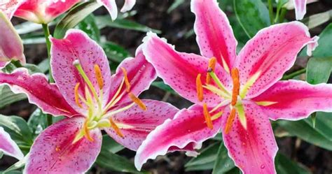 Stargazer Lily How To Care For Stargazer Lilies