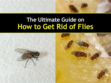 Get Rid Of Flies Dear Adam Smith