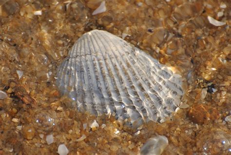 Free Images Nature Ocean Leaf Wildlife Pattern Fauna Shell