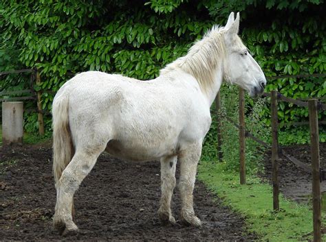 17 French Horse Breeds With Pictures Pet Keen