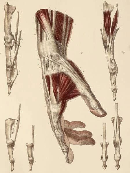 Hand Muscle Anatomy 1831 Artwork Available As Framed Prints Photos