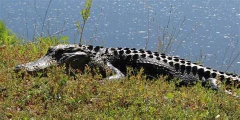 Alligator Attacks And Kills Woman Walking Her Dog In South Carolina Dnyuz