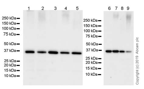 Recombinant Anti Gapdh Antibody Ff26a Ab59164 Abcam
