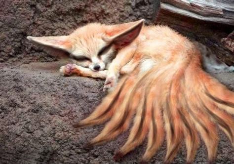 Real Life Nine Tailed Fox Demon P Sleepy Time Xd Fox Wolf Spirit