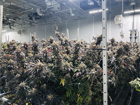 Akron Cultivator Harvests First Medical Cannabis Crop Wosu Radio