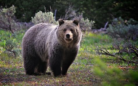 Brown Bear Wallpapers And Images Wallpapers Pictures Photos