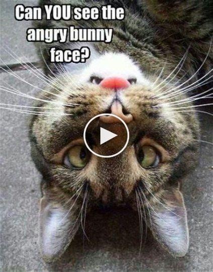 Funny Cats Memes Laughing So Hard Kitty Kittens 39 Ideas Funny Cat