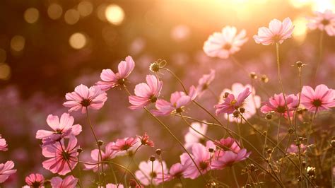 Colorful Nature Sunlight Plants Flowers Wallpapers Hd