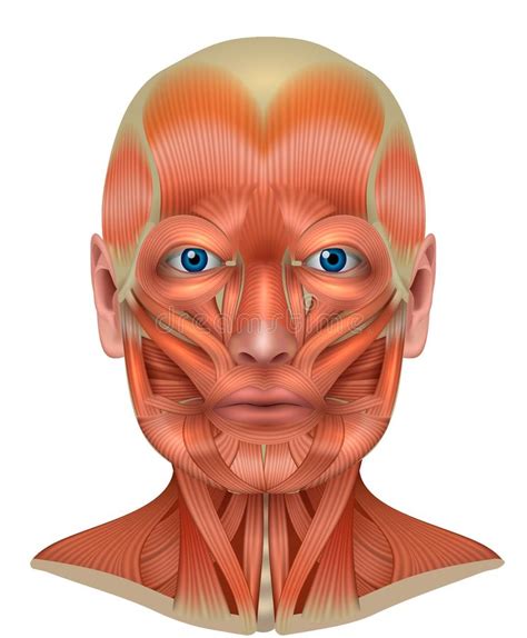 Human Anatomy Muscles Of The Face Stock Illustration Illustration