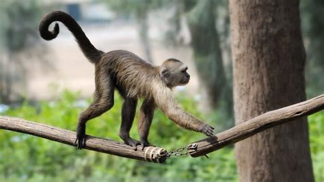 How Do Monkeys Swing Through The Trees Kidpid