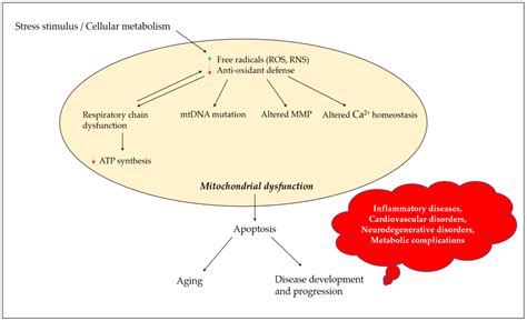 Mitochondrial Dysfunction Encyclopedia Mdpi