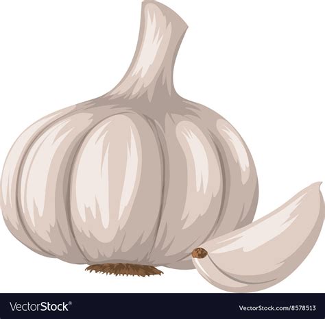 Fresh Garlic On White Background Royalty Free Vector Image
