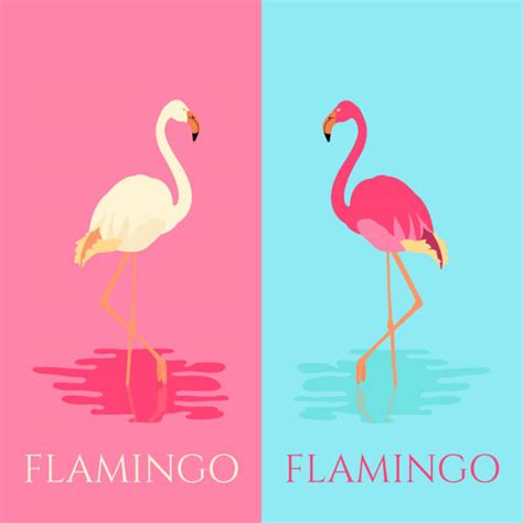 150 Büyük Flamingo Illüstrasyonlar Stok Fotoğrafları Resimler Ve