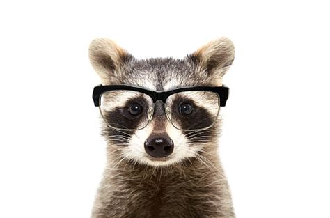 Portrait Of A Cute Funny Raccoon Wearing Glasses Stock Photo Download