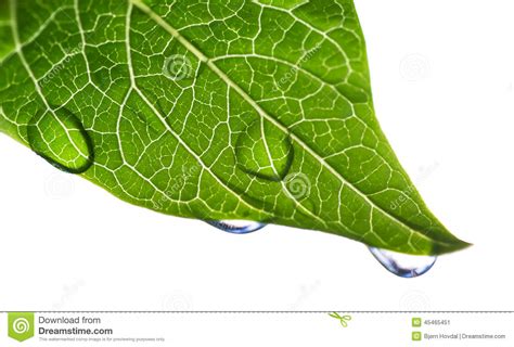 Green Leaf With Water Droplets Stock Image Image Of Plant Growth