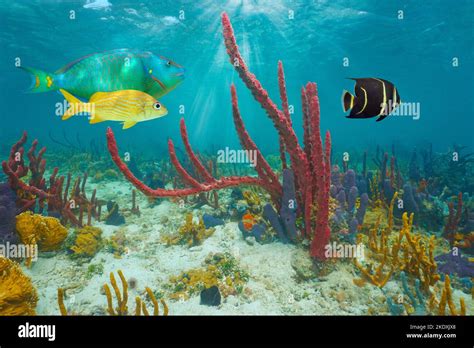 Caribbean Sea Colorful Marine Life Underwater Tropical Fish And Sea