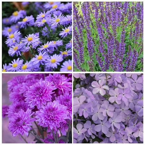16 Purple Perennial Flowers For Stunning Flower Beds Sunny Home Gardens