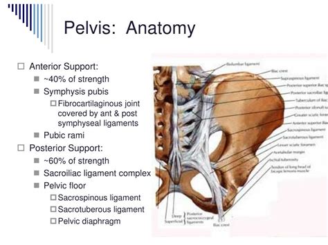 Hip Pelvis Anatomy