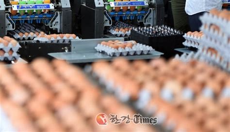 살충제 계란 10개 중 8개 국민 식탁 올라가 한강타임즈