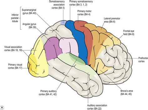 Cognitive Neuroscience Brain Diagram Emotiv