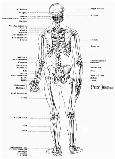 Labeled Skeleton Back View Of Male Skeleton Male Skeleton Human