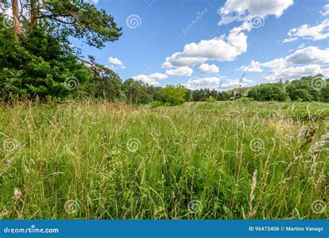 Sunny Meadow With Flowers And Green Grass Low Vantage Point Stock