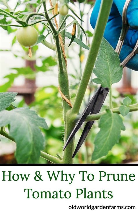 How To Prune Tomato Plants And Why Its The Secret To A Great Crop