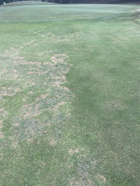 Large Patch Symptoms On Zoysia Japonica At Left And No Symptoms On