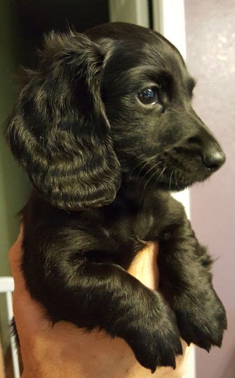 A small deposit of $100.00 will. Dachshund puppy for sale in LA SALLE, CO. ADN-42807 on ...