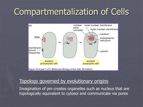 Ppt Intracellular Compartments And Protein Sorting Powerpoint