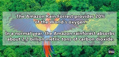Fascinating Facts About The Amazon Rainforest 17 Images Fun Facts