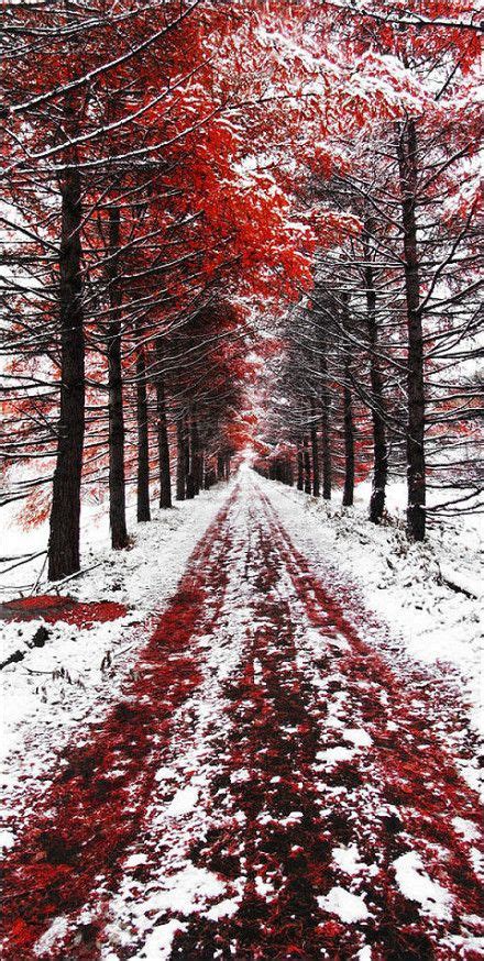 Red And Snow~~ Nature Photography Landscape Beautiful Nature