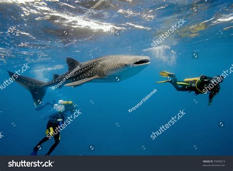 Whale Shark And Underwater Photographer Stock Photo 70095013 Shutterstock