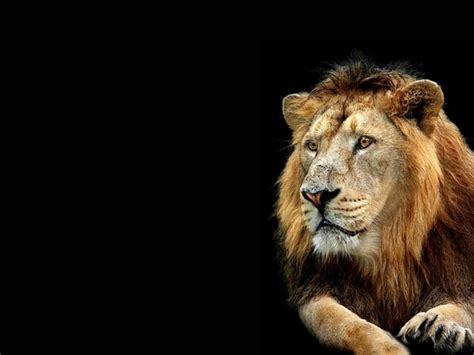 🔥 44 Black Lion Hd Wallpaper Wallpapersafari