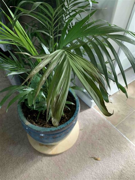 Diagnosis Indoor Palm Browning Gardening And Landscaping Stack Exchange
