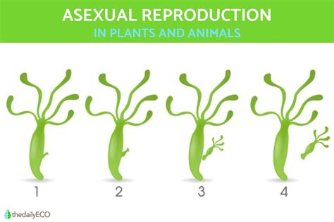 Asexual Reproduction In Plants And Animals Definition With Examples