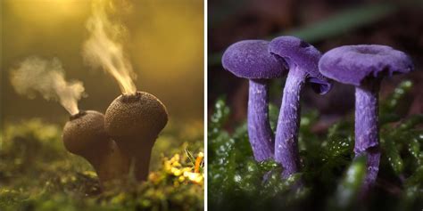 the mystical world of mushrooms captured in photos bored panda