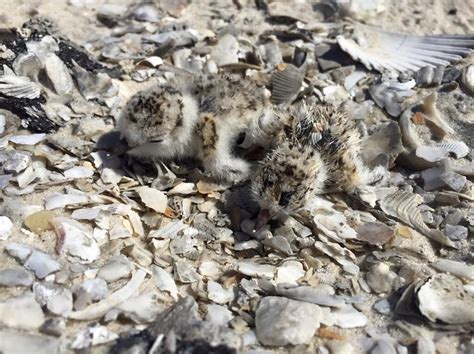 Nesting Season 2016 Chicks Hatching On Floridas Gulf Coast Beaches