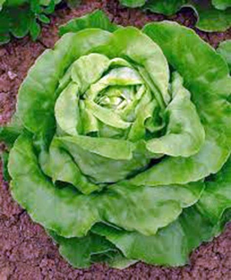 Lettuce Seed Butterhead Buttercrunch Heirloom Organic Non Gmo Seed