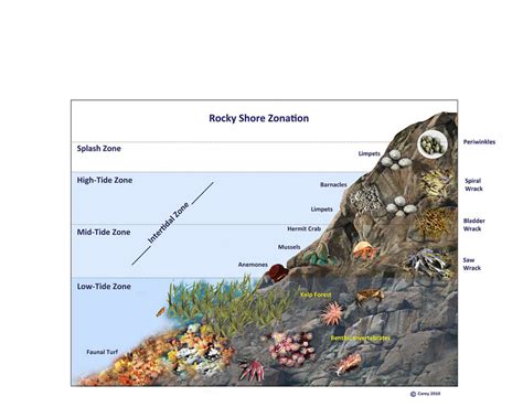 Rocky Shores And The Intertidal Zone Diagram Quizlet