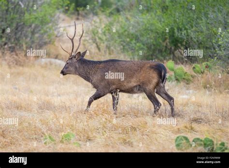 Sika Deer Buck Hi Res Stock Photography And Images Alamy