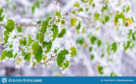 Early Snow Green Trees In The Snow Macro Shot Of Green Leaf Covered By