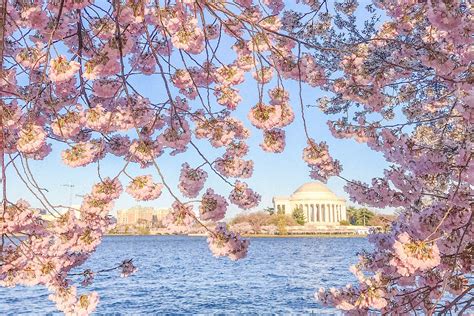 Heres When The Cherry Blossoms Will Peak In Washington Dc — And The Best Places To See Them