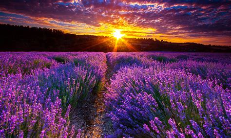 The Sun Is Setting Over A Lavender Field