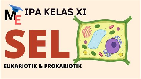 Struktur Sel Eukariotik Sel Prokariotik Materi Biologi Kelas Xi