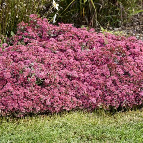3 Plants Sedum Superstar Perennial Ground Cover This Plant Is Awesome