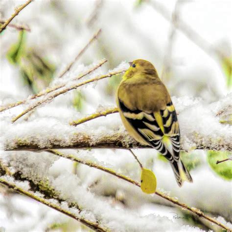 Goldfinch In Winter Colors Photograph By Bellesouth Studio